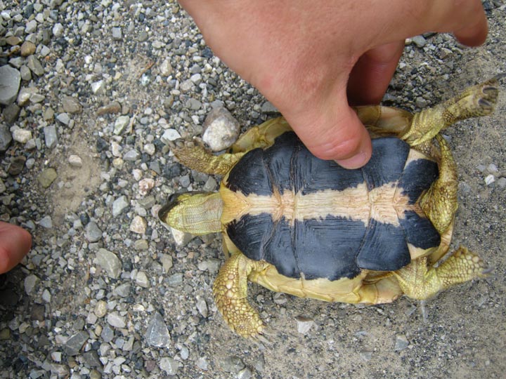 Testudo hermanni?